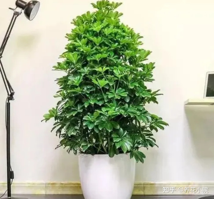 客厅植物风水_十大客厅风水植物_客厅摆放植物风水位置