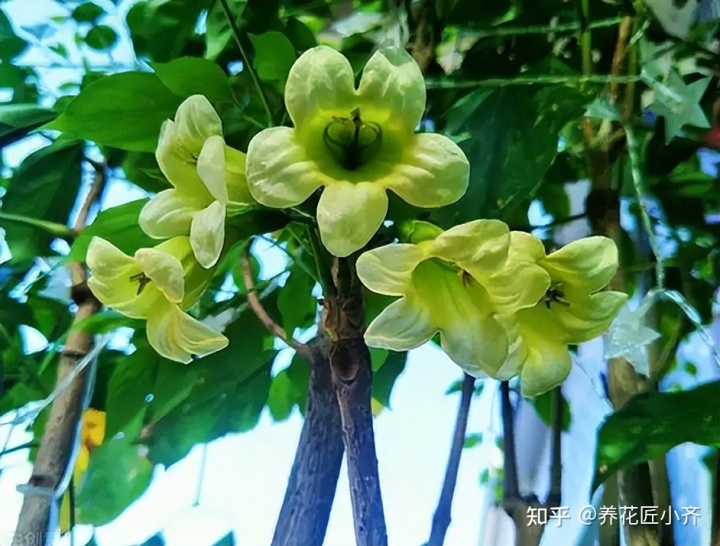 琴叶榕阳台风水_琴叶榕的风水作用_15分琴叶榕价格