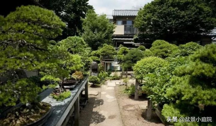 卧室植物花卉风水_卧室植物风水_卧室风水植物