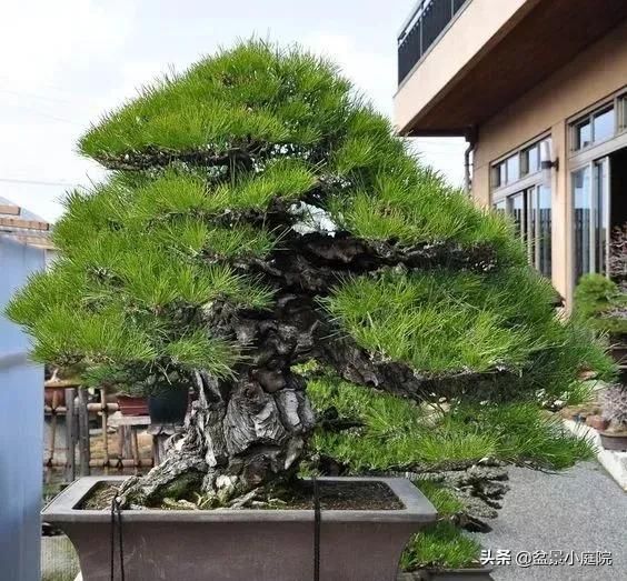 卧室植物风水_卧室风水植物_卧室植物花卉风水