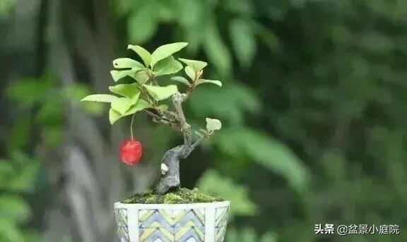 卧室风水植物_卧室植物花卉风水_卧室植物风水