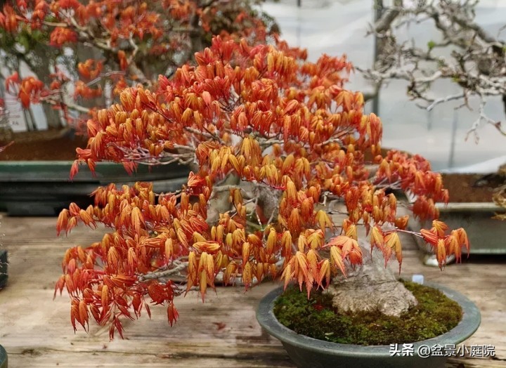 卧室植物风水_卧室植物花卉风水_卧室风水植物