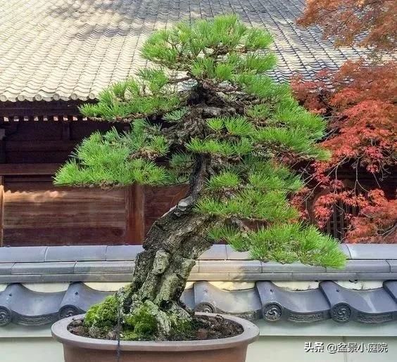 卧室风水植物_卧室植物花卉风水_卧室植物风水