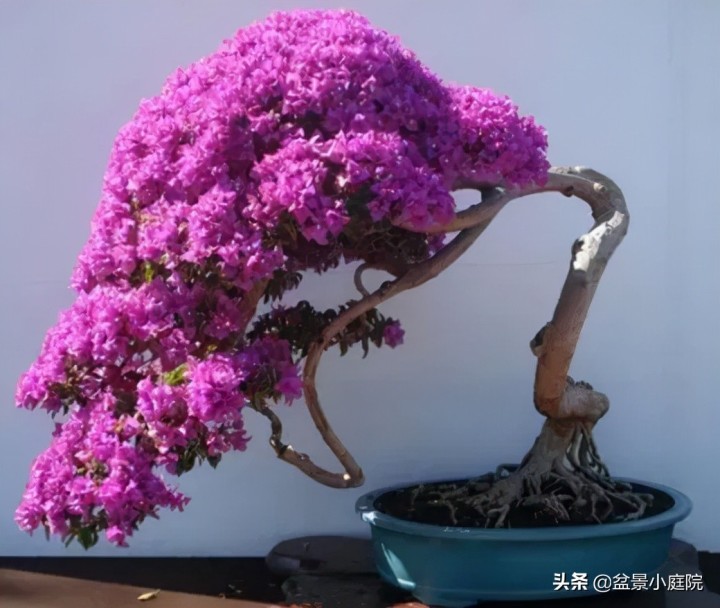 卧室植物花卉风水_卧室植物风水_卧室风水植物