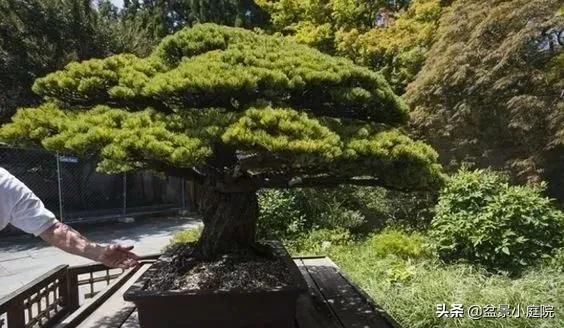 卧室植物花卉风水_卧室植物风水_卧室风水植物