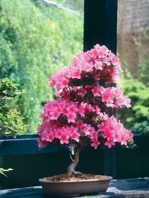 卧室植物花卉风水_卧室风水植物_卧室植物风水