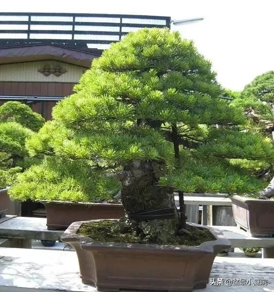 卧室植物风水_卧室植物花卉风水_卧室风水植物