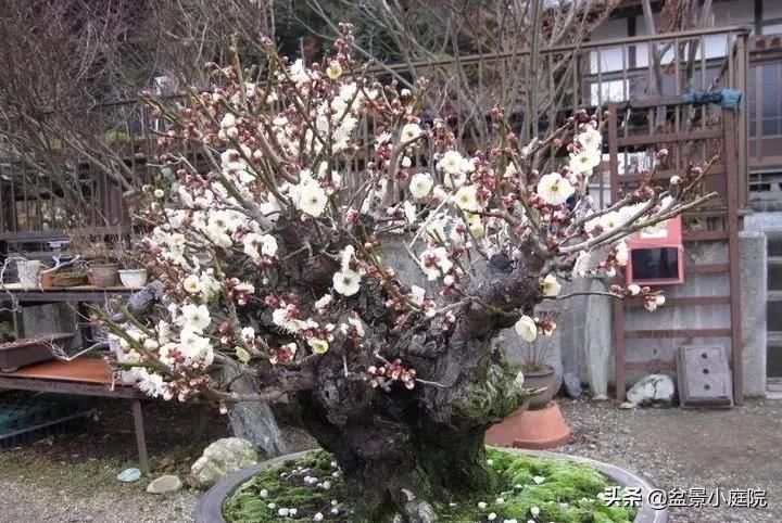 卧室植物风水_卧室植物花卉风水_卧室风水植物