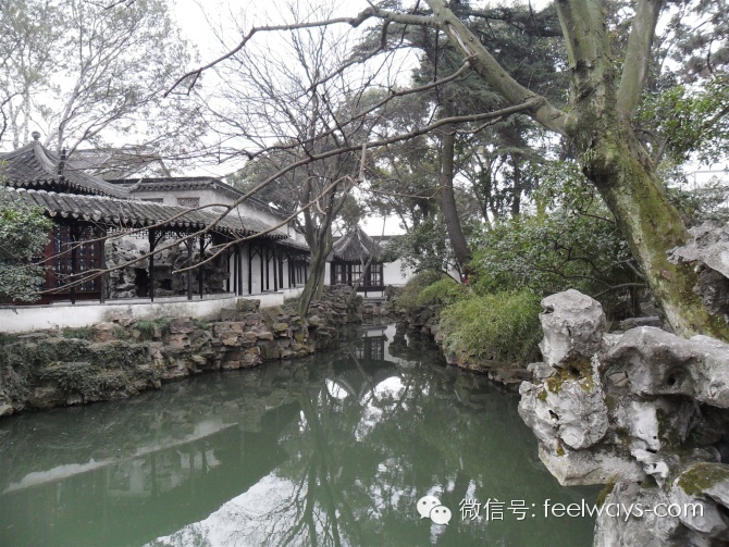 园林树种应用_风水学园林设计应用_狼尾草的园林应用