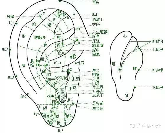 耳朵会动的人 相学_耳朵上有附耳相学说法_相学耳朵对应身体部位