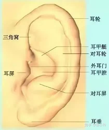 相学耳朵对应身体部位_耳朵会动的人 相学_耳朵上有附耳相学说法