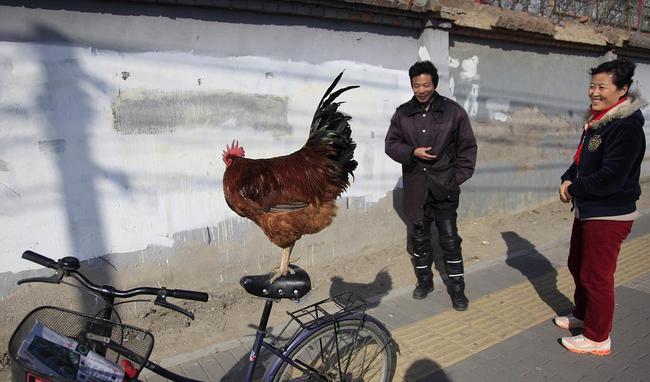 属蛇的年份及年龄_属鸡年龄_属鼠的年份及年龄