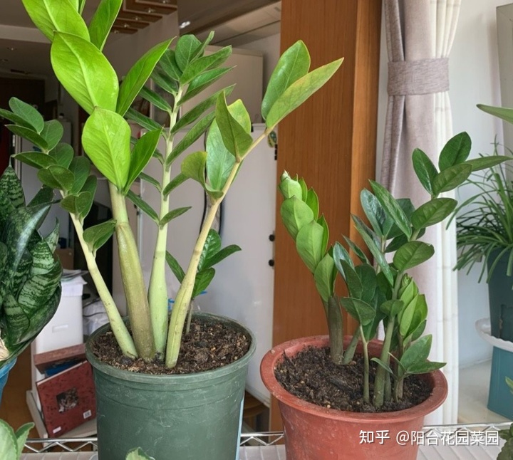 新房客厅放什么植物好_客厅放植物多好吗风水_客厅放什么植物好风水又好养