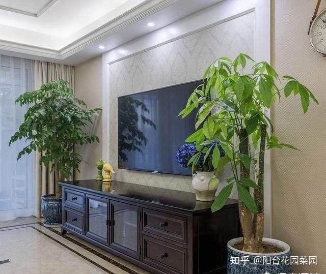 客厅放什么植物好风水又好养_客厅放什么植物好_冬天客厅放什么植物好