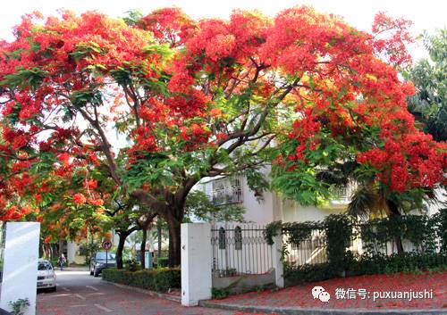 房屋周围树木风水 种在房屋周围会丁财两旺的树