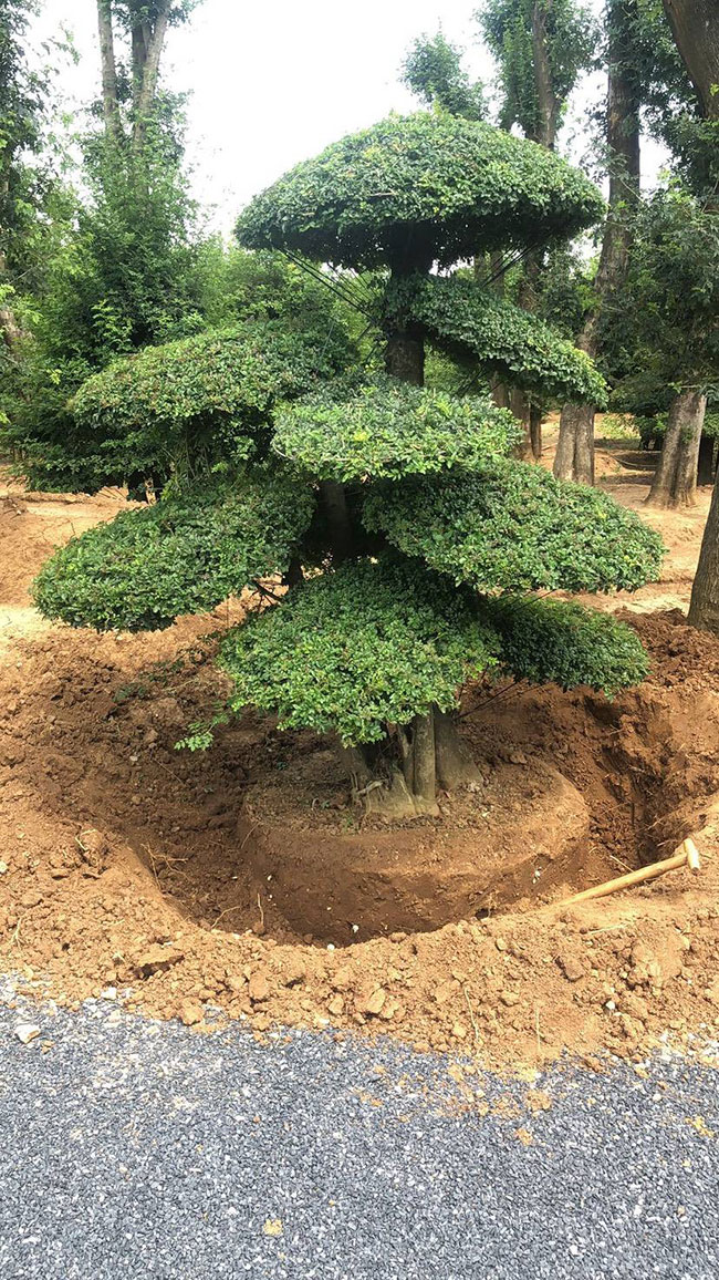 如何看风水?房屋风水知识及_房屋周围树木风水_梦见房屋树木倒塌