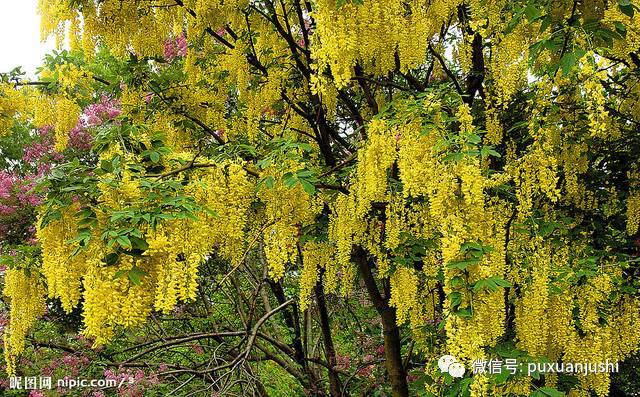 如何看风水?房屋风水知识及_梦见房屋树木倒塌_房屋周围树木风水