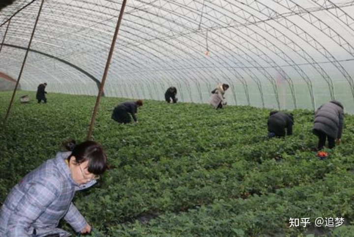 种植专业合作社起名_蔬菜种植专业合作社起名_农村种植养殖合作社起名