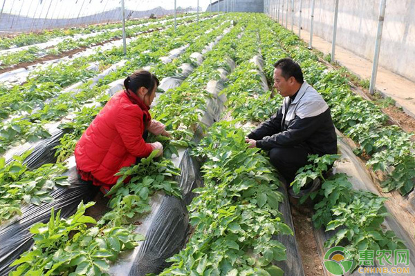 蔬菜种植专业合作社起名_农村种植养殖合作社起名_种植专业合作社起名