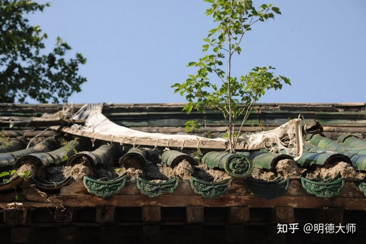 院子里种什么树好风水_别墅院子种什么树好_院子里种什么树风水好又旺财又旺丁