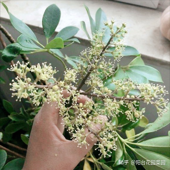 室内风水植物和花卉_风水室内植物有哪些_办公室风水植物大全,办公室风水植物布局知识