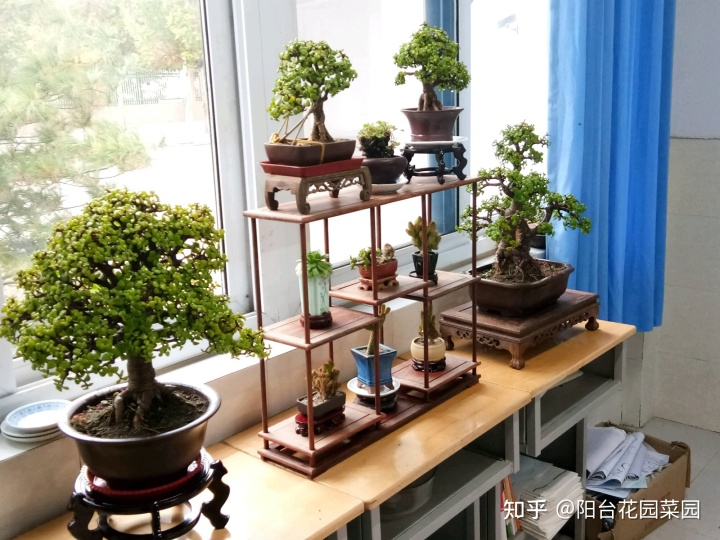 风水室内植物有哪些_办公室风水植物大全,办公室风水植物布局知识_室内风水植物和花卉