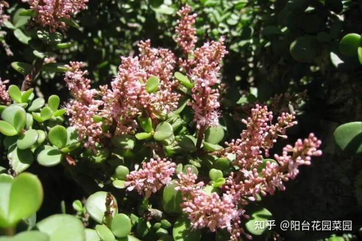 风水室内植物有哪些_办公室风水植物大全,办公室风水植物布局知识_室内风水植物和花卉