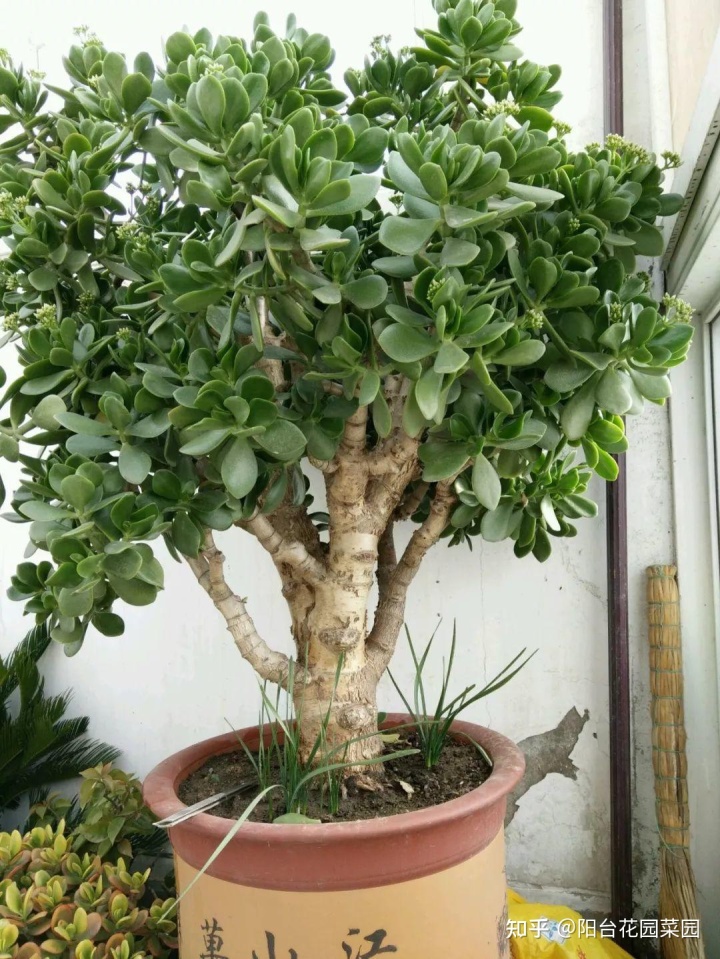 办公室风水植物大全,办公室风水植物布局知识_室内风水植物和花卉_风水室内植物有哪些