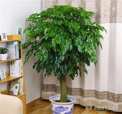 室内风水植物和花卉_办公室风水植物大全,办公室风水植物布局知识_风水室内植物有哪些