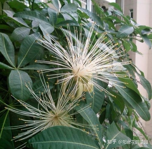 风水室内植物有哪些_室内风水植物和花卉_办公室风水植物大全,办公室风水植物布局知识