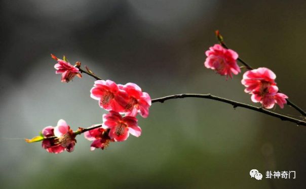 梅花易经卦例解卦_梅花易数怎么确定体卦和用卦_六爻梅花易卦例精解 pdf