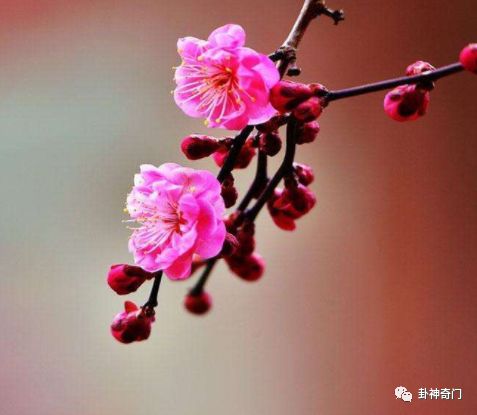 梅花易数怎么确定体卦和用卦_梅花易经卦例解卦_六爻梅花易卦例精解 pdf