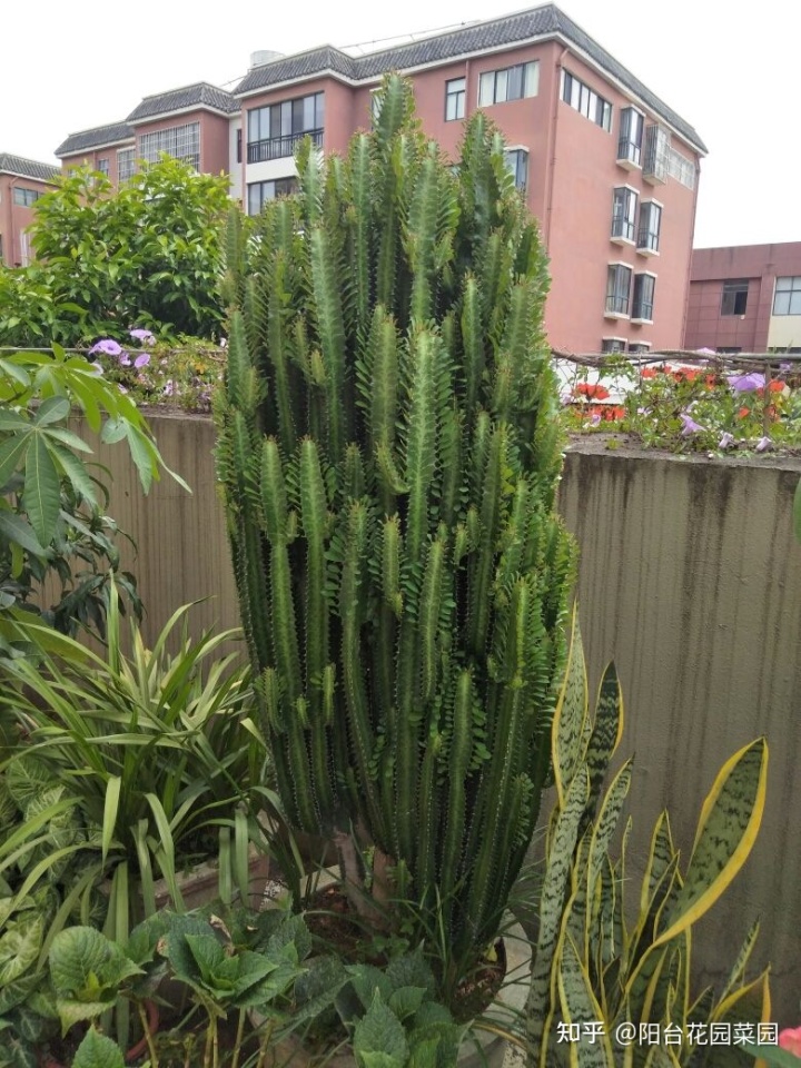 室内摆设风水假花_植物室内风水_室内风水植物摆设