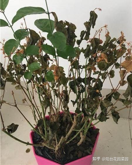 植物室内风水_室内摆设风水假花_室内风水植物摆设