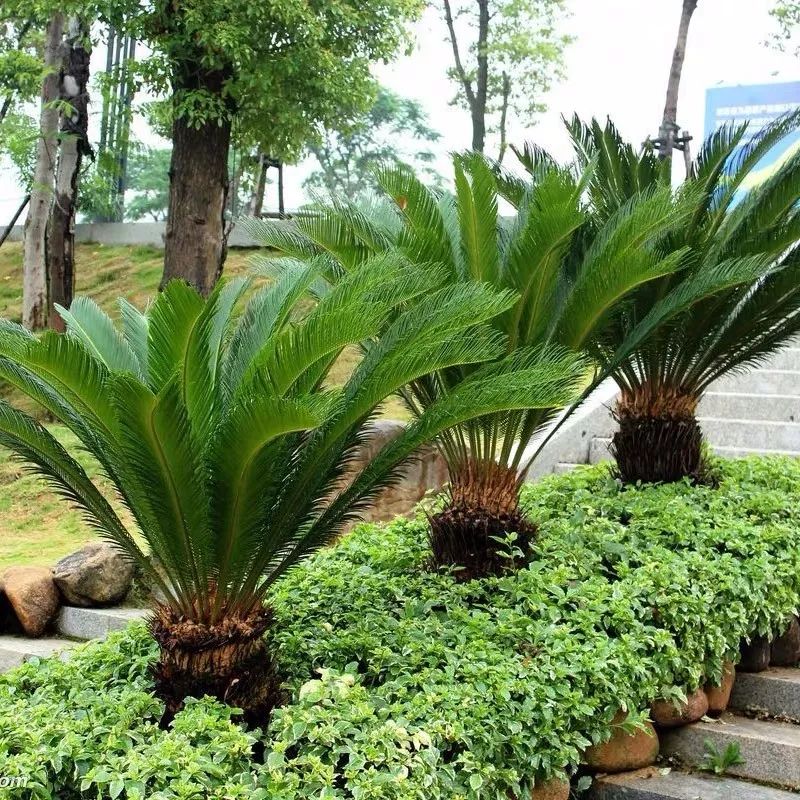 家庭旺财风水植物_家庭旺财风水树_风水旺丁不旺财