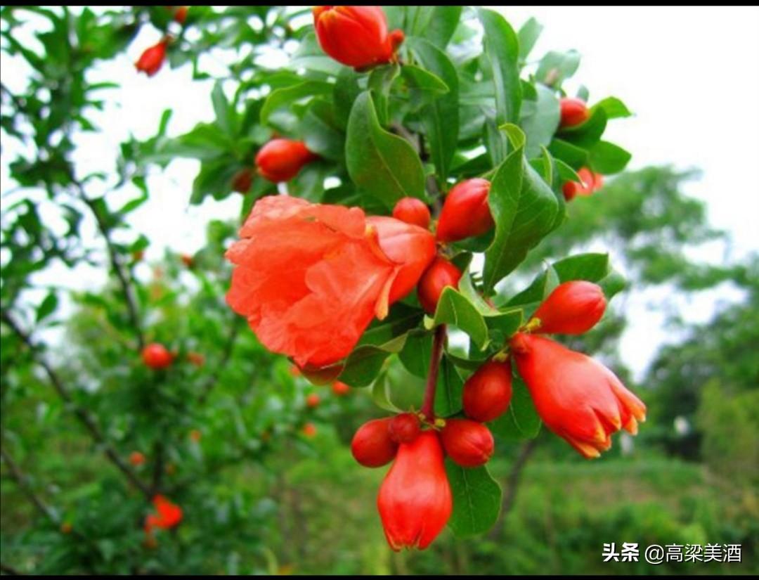 风水吉祥植物_吉祥风水改运法_属虎的吉祥风水方位