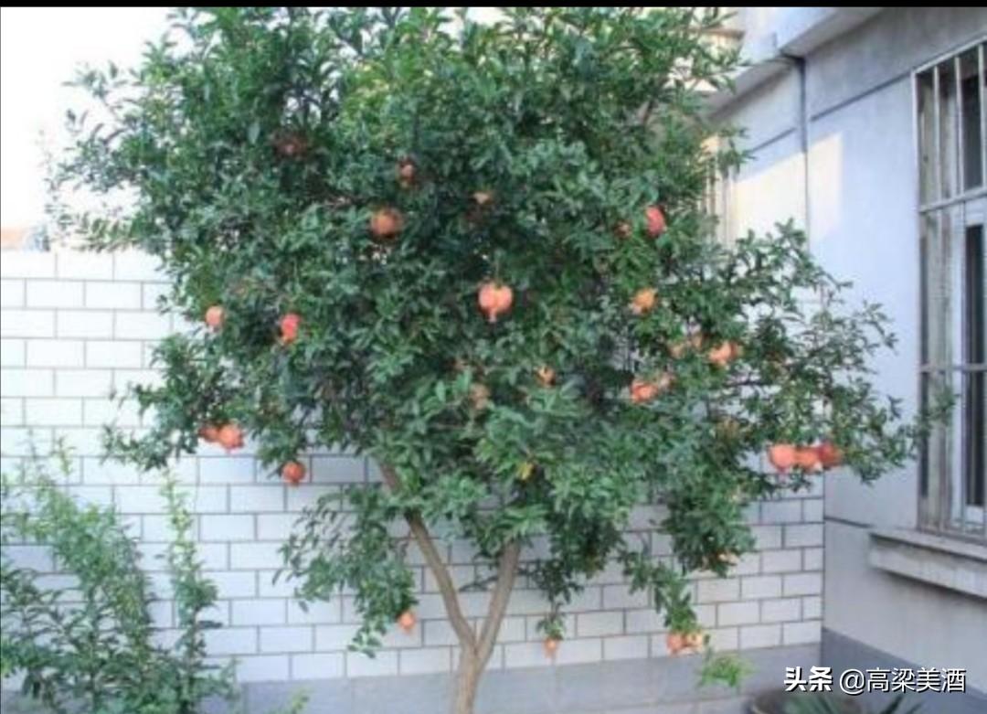 吉祥风水改运法_风水吉祥植物_属虎的吉祥风水方位