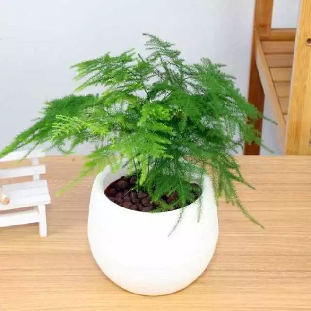 风水学上客厅放几盆植物_客厅放什么植物好风水又好养_卧室床头放两盆植物风水好吗