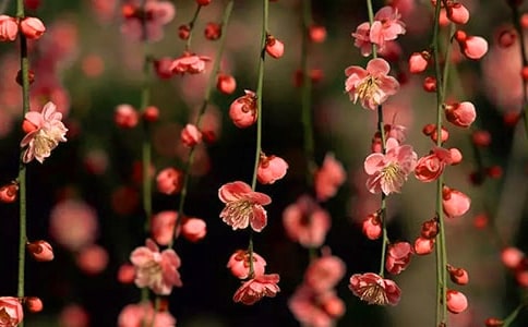 旺桃花风水，桃花星坐在的风水布局