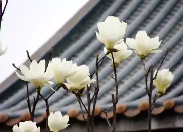 风水芦荟开花寓意什么_碧玉花的风水寓意_茶花的风水寓意与应用