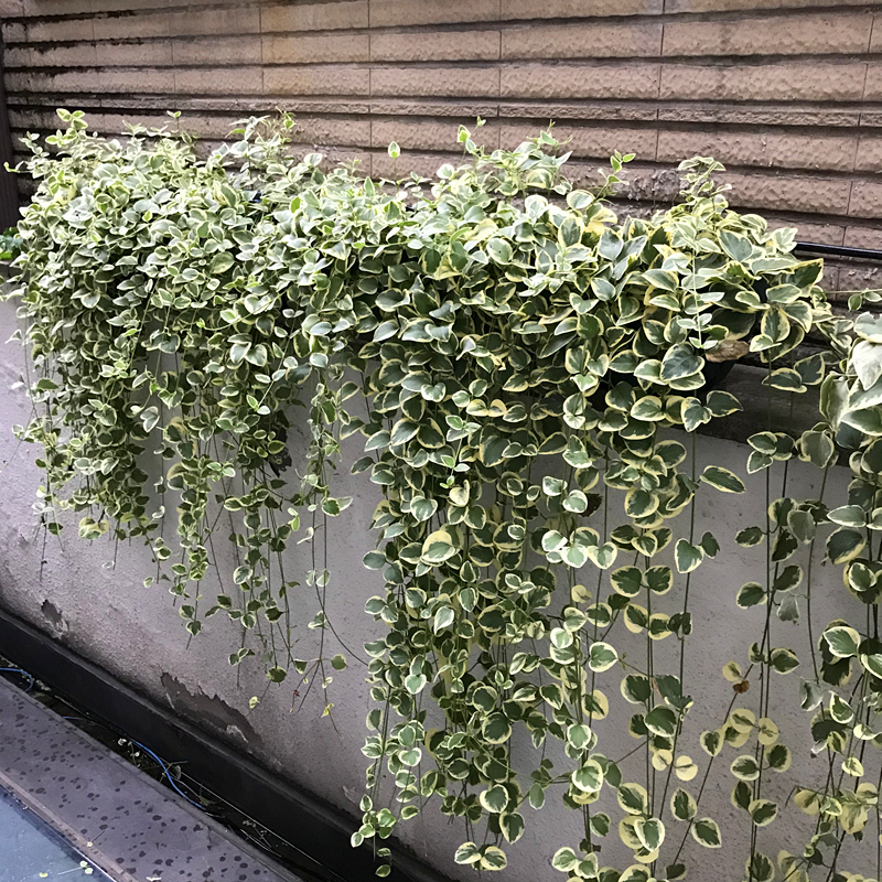 阳台种爬藤植物风水_适合阳台养的爬藤植物_阳台种蔷薇风水好吗