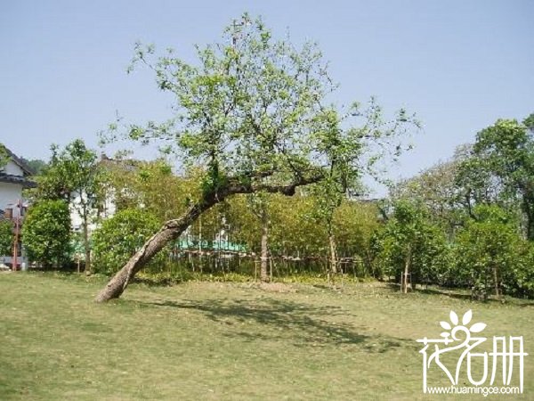 农村院子栽那几种树好_农村院子里种树风水好_农村院子排水沟风水