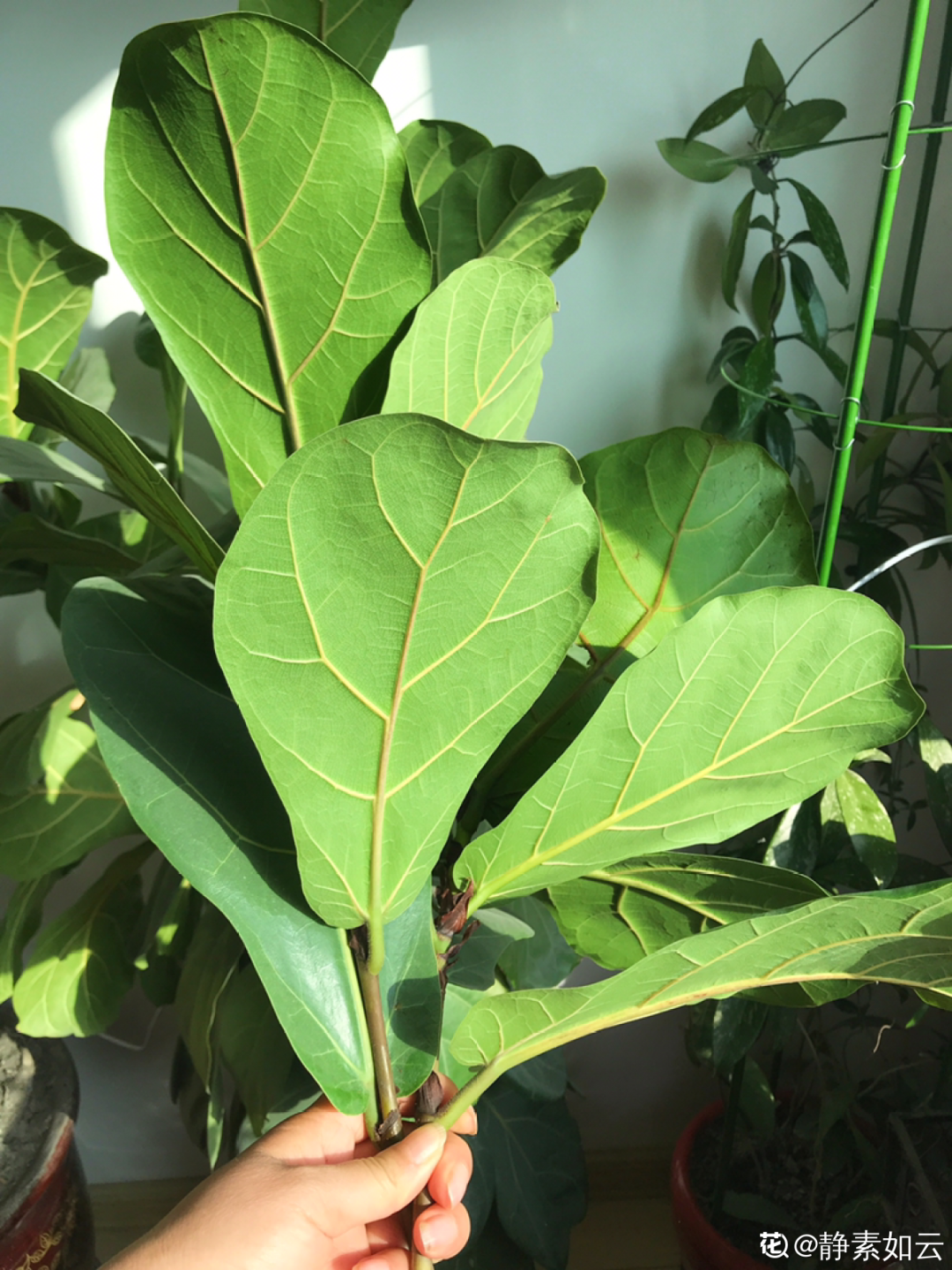 家中植物摆放风水_风水大叶植物有哪些_风水财位摆放常绿叶大叶厚植物