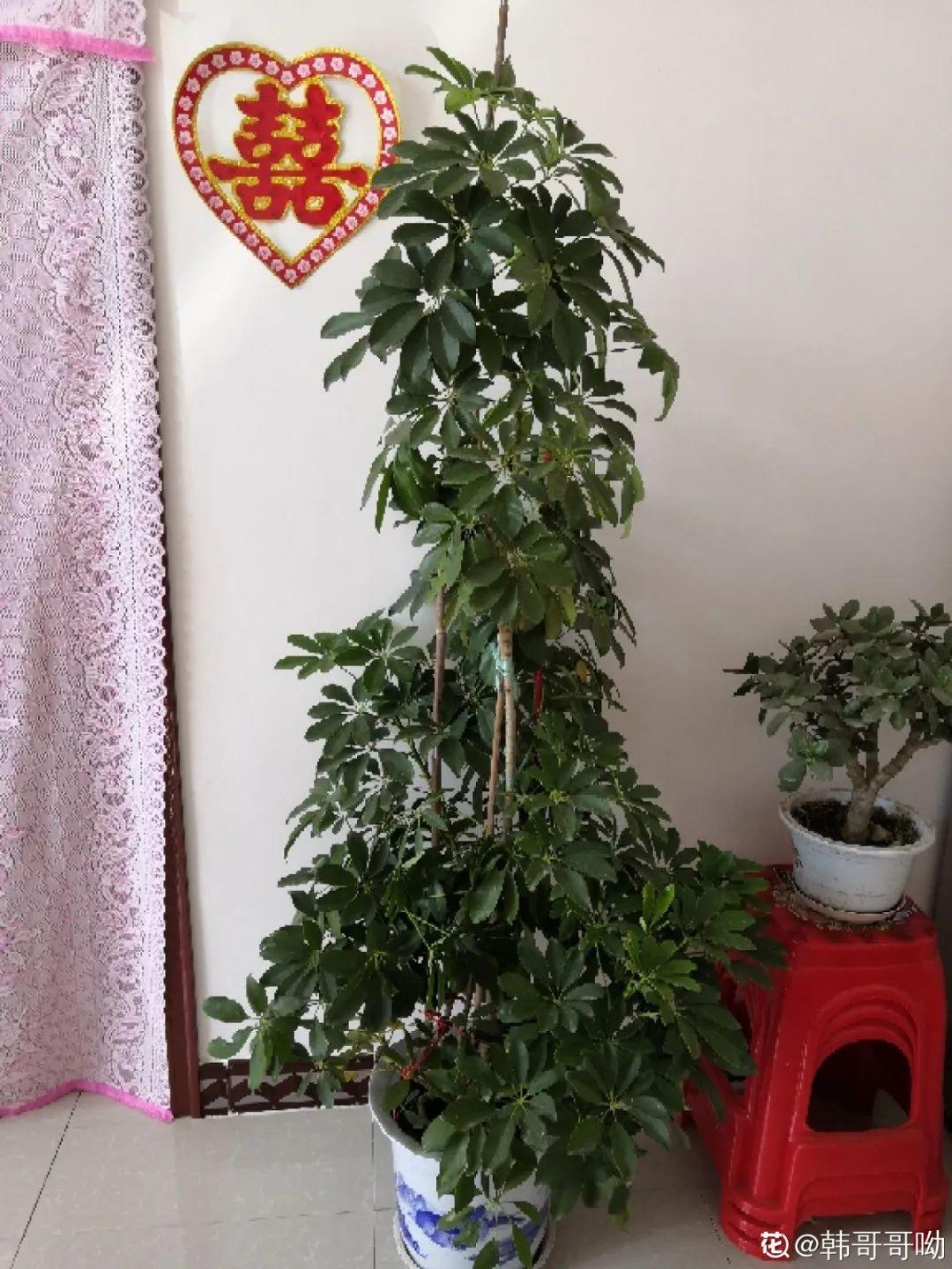 家中植物摆放风水_风水财位摆放常绿叶大叶厚植物_风水大叶植物有哪些