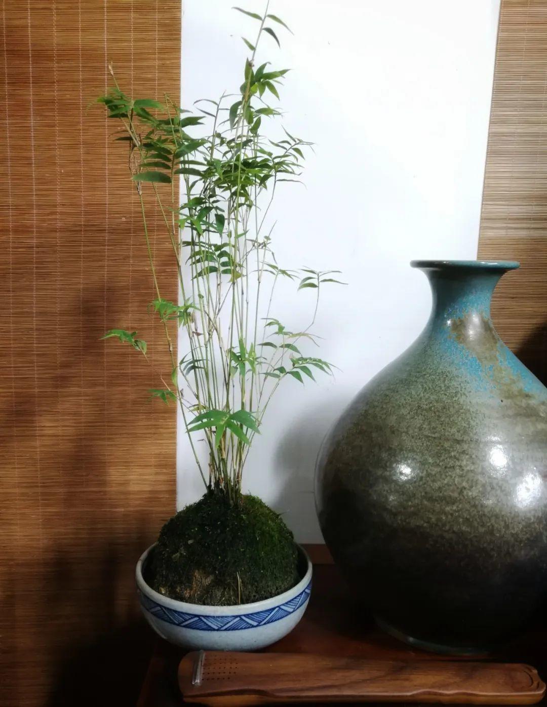 风水大叶植物有哪些_风水财位摆放常绿叶大叶厚植物_家中植物摆放风水