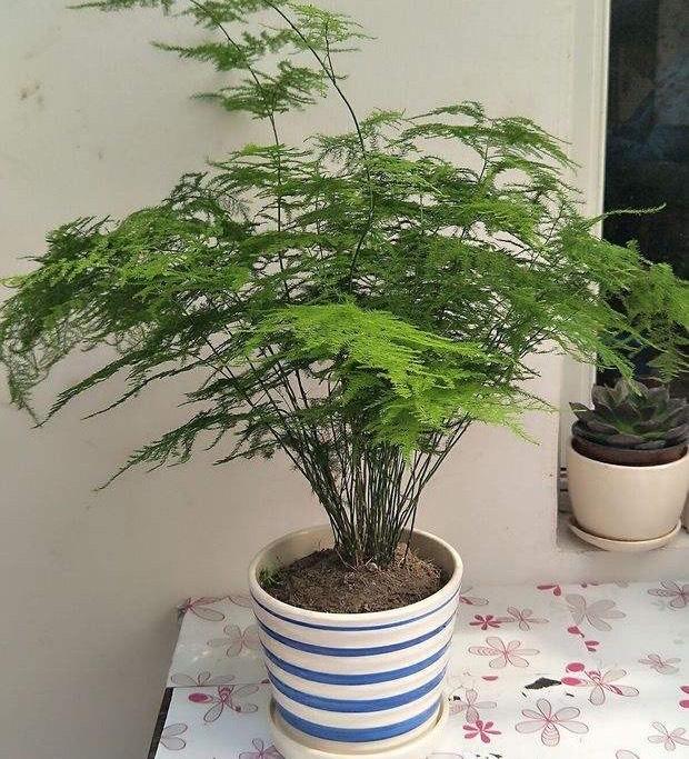 莲花的寓意和象征风水_茶花的寓意和象征风水_吊兰养在阳台的寓意和象征风水