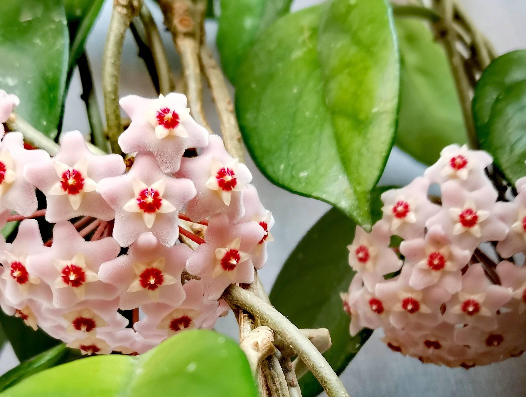 阳台养栀子花风水好吗_吊兰养在阳台的寓意和象征风水_茶花的寓意和象征风水