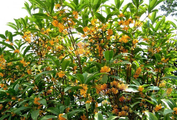 庭院 植物 风水_庭院风水与植物_家里庭院种什么植物风水好又旺财