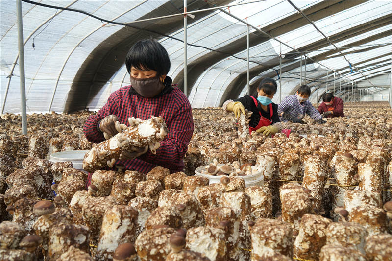 专业种植合作社起名_农村种植合作社取名字大全_合作社起名种植专业怎么起