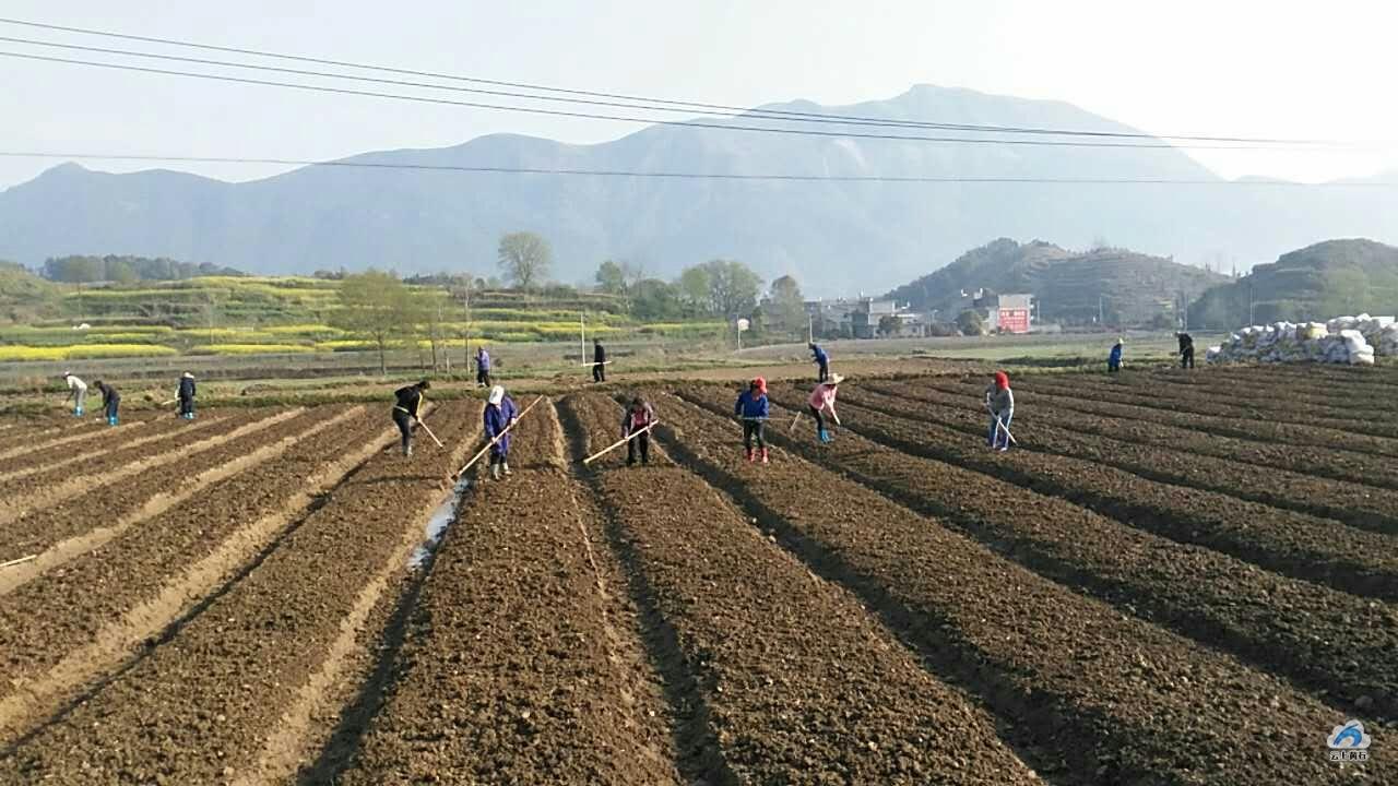 合作社起名种植专业怎么起_专业种植合作社起名_农村种植合作社取名字大全